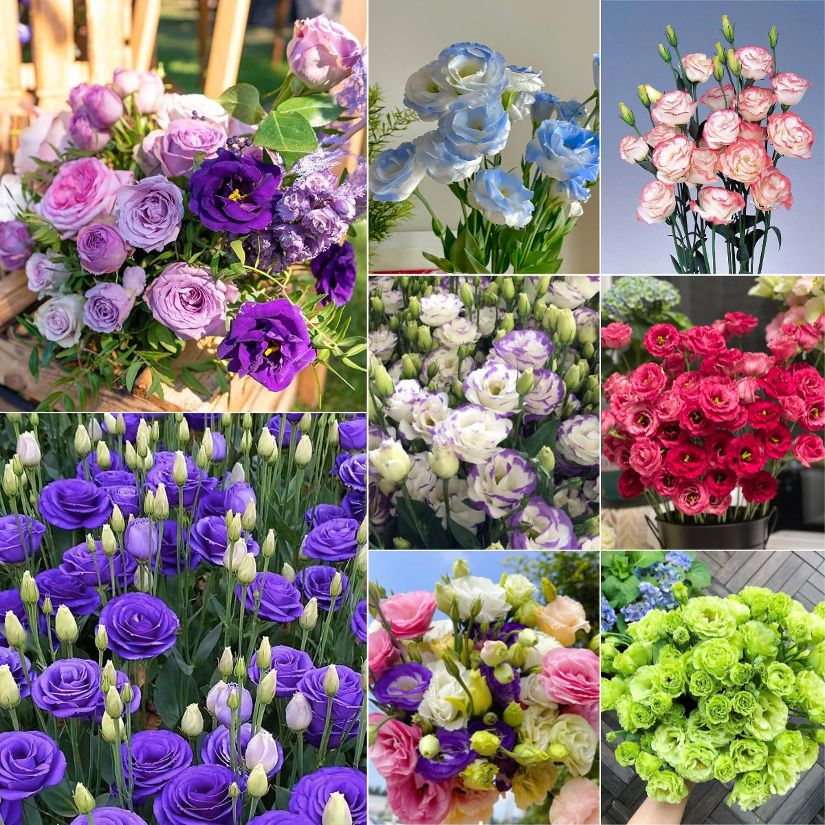 💐Lisianthus – Időtlen szépség, örök szerelem💫