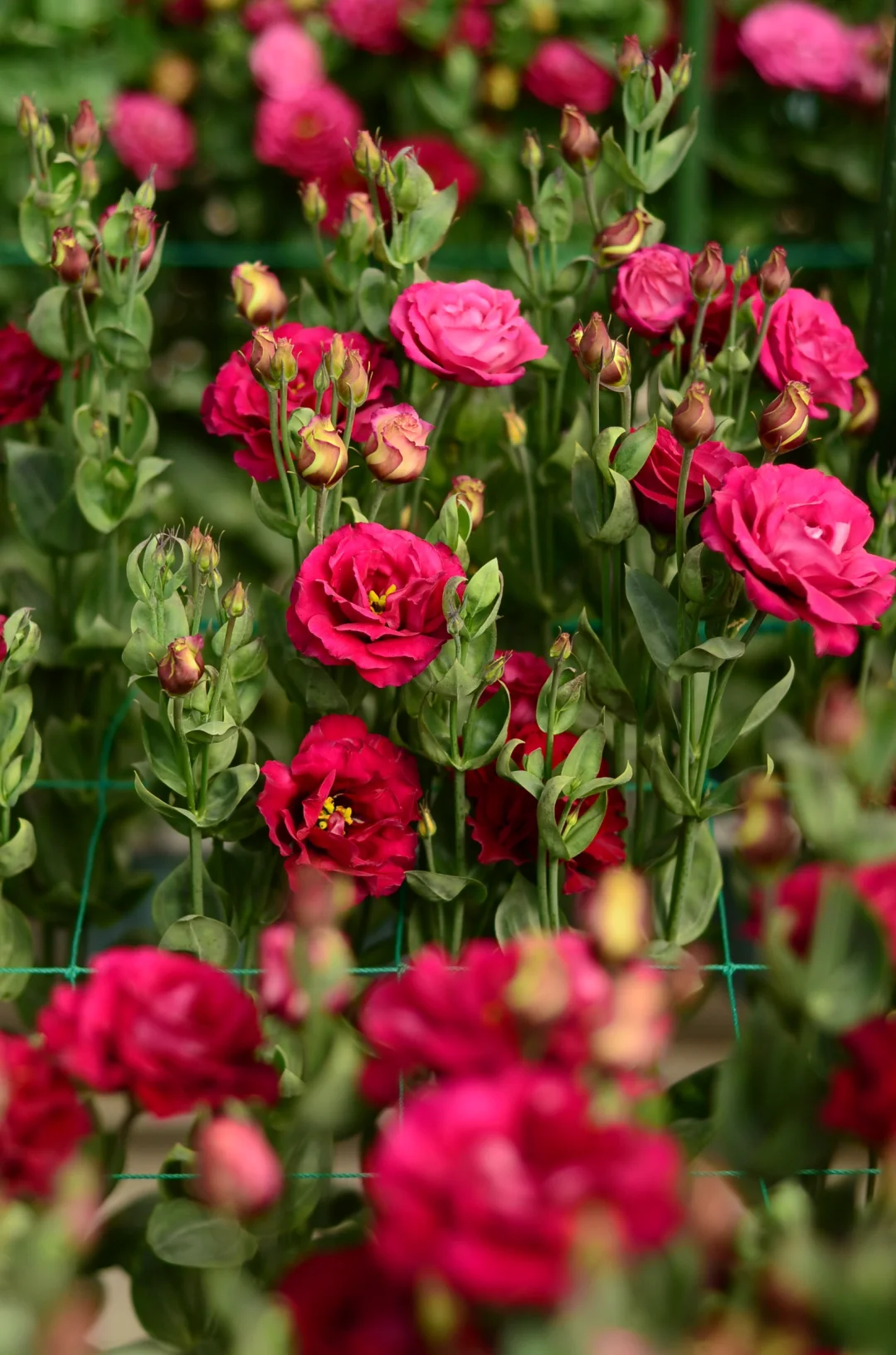 💐Lisianthus – Időtlen szépség, örök szerelem💫